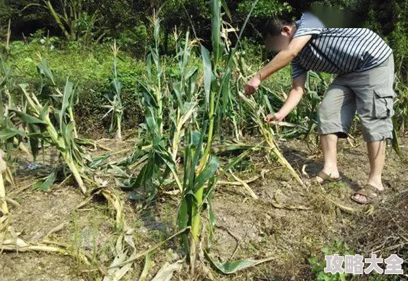 玉米地乩伦小说神秘符号再现引发村民恐慌