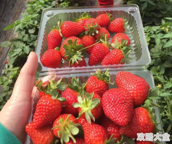 草莓视频入口探索新鲜草莓的种植采摘技巧与美味食谱分享